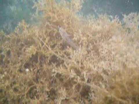 Pipefish