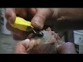 Beginners Taxidermy - Fleshing Part 2 Beginners Taxidermy - Fleshing Part 2