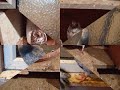 Jav Pakistani Pigeons