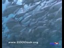 sipadan-malaysia-sharks-turtles-an-more.html