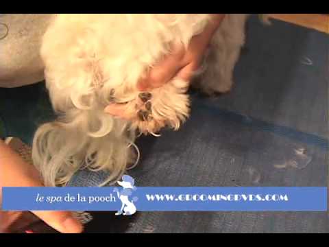 how to trim dog hair