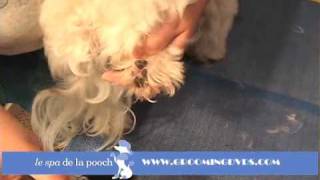 How To Trim A Dog's Pawpads-Clean The Hair From Under Paws