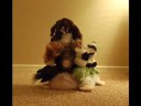 Webkinz Crazy!