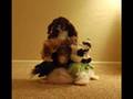 Webkinz Crazy!