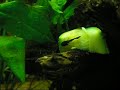 Baby Ancistrus eating scalded fresh courgette.