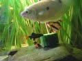 Red-tailed black shark / Feuerschwanz Fransenlipper [2/2]