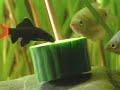 Red-tailed black shark / Feuerschwanz Fransenlipper [2/2]