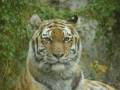 videos de Adorable young Tiger twins playing in the water