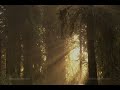 from the dvd of earth drum by david & steve gordon - imagery of the california giant sequoias and coastal redwoods - trance beats with taos log drums, native american flutes, electric and acoustic guitars, world percussion, atmospheric syntesizers and sounds of nature.  video filmed, produced and edited by: hdenvironments.com.

for more information, visit: http://www.sequoiarecords.com

sun blessing (fire-heart edit)

gentle giants of towering redwoods, reaching towards the sun's light. standing like sentinels, they whisper of ancient wisdom. 