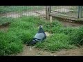 Gorgueros de Carlos Loza 13