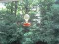 videos de Humming Bird Frenzy