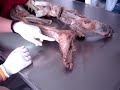 anatomia