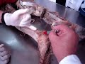 anatomia