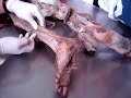anatomia