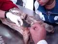ANATOMIA