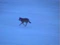 Wolf in Norway - shot