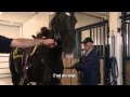 Préparation Des Chevaux De La Grc - Saskatchewan, Canada