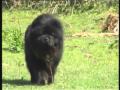 2010-05-25 | chow chow lion dog..2 ~> ()