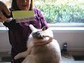 Ragdoll Hair Comb Ragdoll Hair Comb