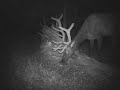 HCO HuntingCamOnline Scout Guard SG550 elk by DAVE