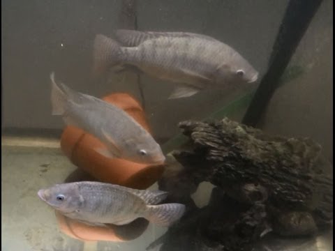 how to grow tilapia