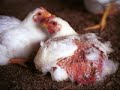 STOP ANIMAL ABUSE!