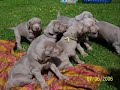 Silver Faith Weimaraner Puppies