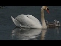 Click here to watch this video Cygnus Olor / Mute Swan / Knobbelzwaan / Cygne tuberculé / Höckerschwan /Łabędź niemy /3