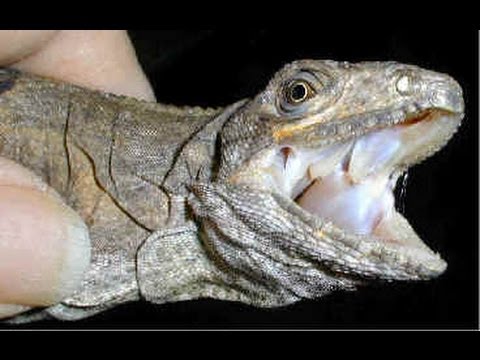YouTube reptile video