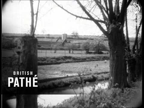 how to harvest cress