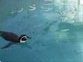 ちいさな動物園