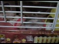 Crazy hamster ??dance