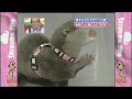 shimura zoo 08.03.2008 kamenashi kazuya, part 2