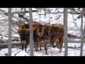 Young Oxen At Work