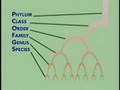 Mnemonics: Your Dear, Dear Friend