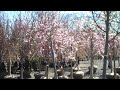 Plant Sales with Chris Orser Landscaping