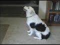 Molly Disappears