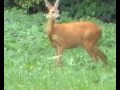sarna (deer, Capreolus capreolus)