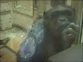 Contagio del Bostezo en Chimpanc�s