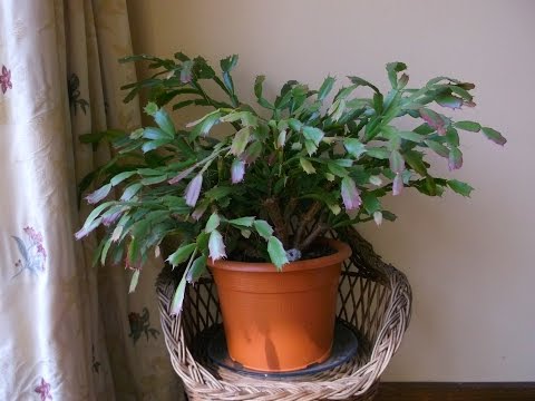 how to grow easter cactus
