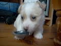 jack russell cross silky pup jack russell cross silky pup