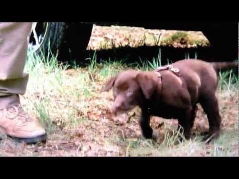 Subaru commercial with chocolate lab puppy