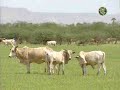 mauritania music
