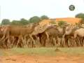 mauritania music