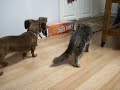 My Kitties, Doogies, and ME.
