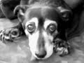 LA MIRADA DEL ANIMAL ABANDONADO (adopciones buenos aires )