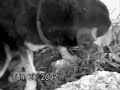 LA MIRADA DEL ANIMAL ABANDONADO (adopciones buenos aires )