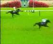 1999 arima kinen 有馬記念