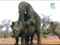 ELEFANTE COM RINOCERONTE
