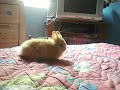 Mario el travieso